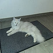 Satine participe au concours pour gagner de l'argent avec cette photo : cat, white_cat, fluffy, indoor, doormat, floor_tile, wall, pet, animal, feline, laying_down, relaxed, cute, domestic_cat, whiskers, ears, tail, eyes, fur, resting