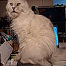 cat, fluffy, white_cat, pet, indoor, desk, stationery, papers, laptop, trophies, room, curious, feline, household, computer, scissors, pen_holder, tail, sitting, domestic_animal