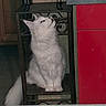 cat, white_cat, fluffy, sitting, indoor, chair, metal_chair, red_cabinet, furniture, curious, pet, animal, domestic_cat, looking_up, tail, whiskers, ears, floor, wood, home