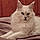 Satine