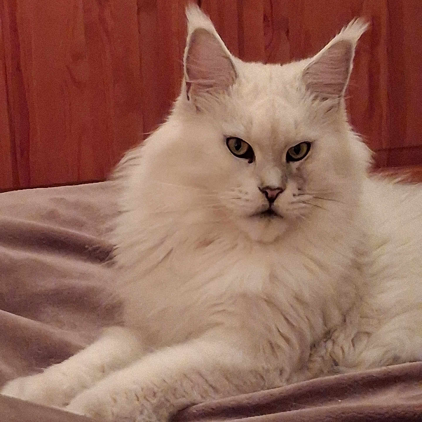 Satine