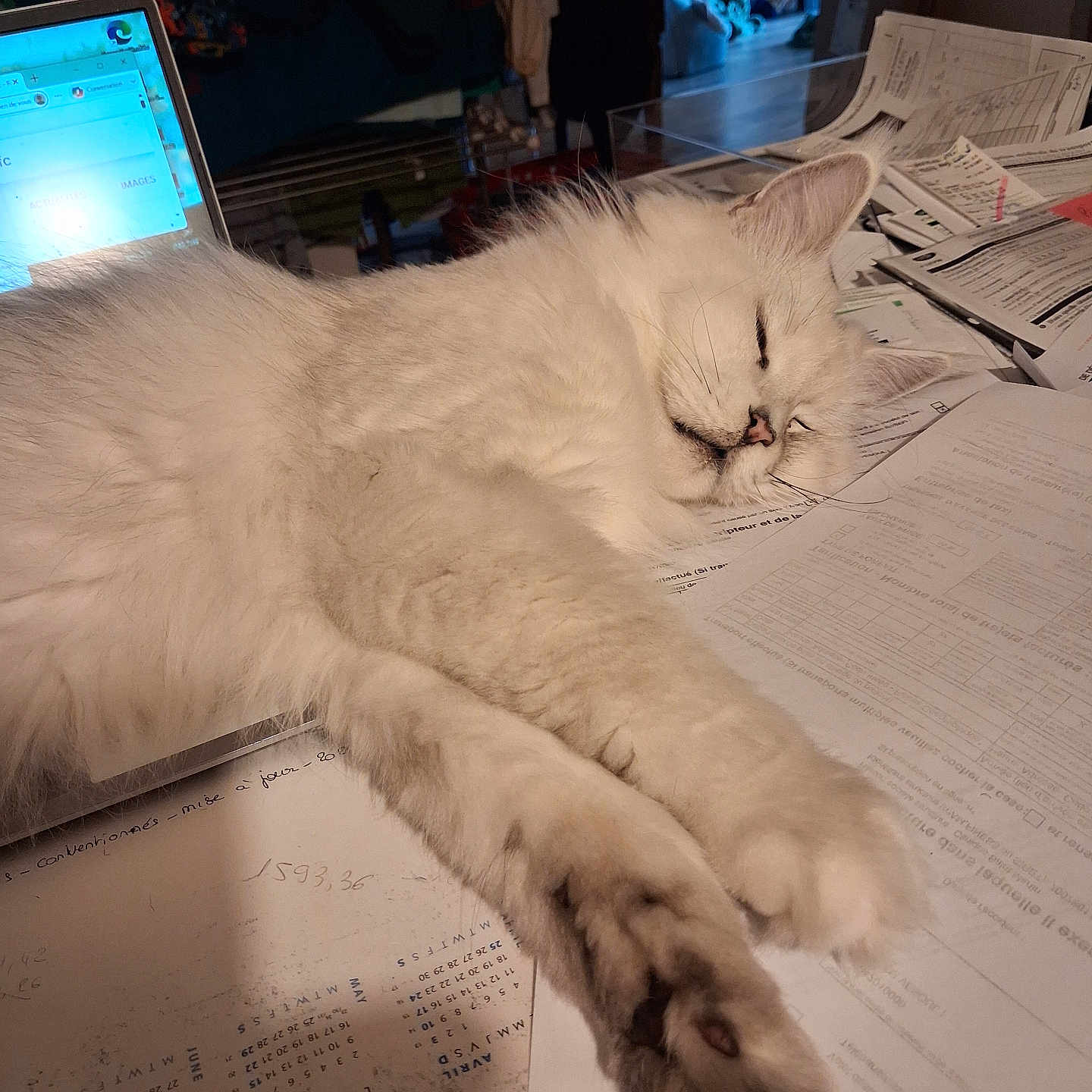 Satine a rejoint le concours — aidez-le/la à gagner de superbes lots ! cat, white_cat, sleeping, fluffy, pet, indoor, desk, papers, laptop, cluttered, relaxed, feline, home, cozy, resting, animal, household, tabby, cute, nap