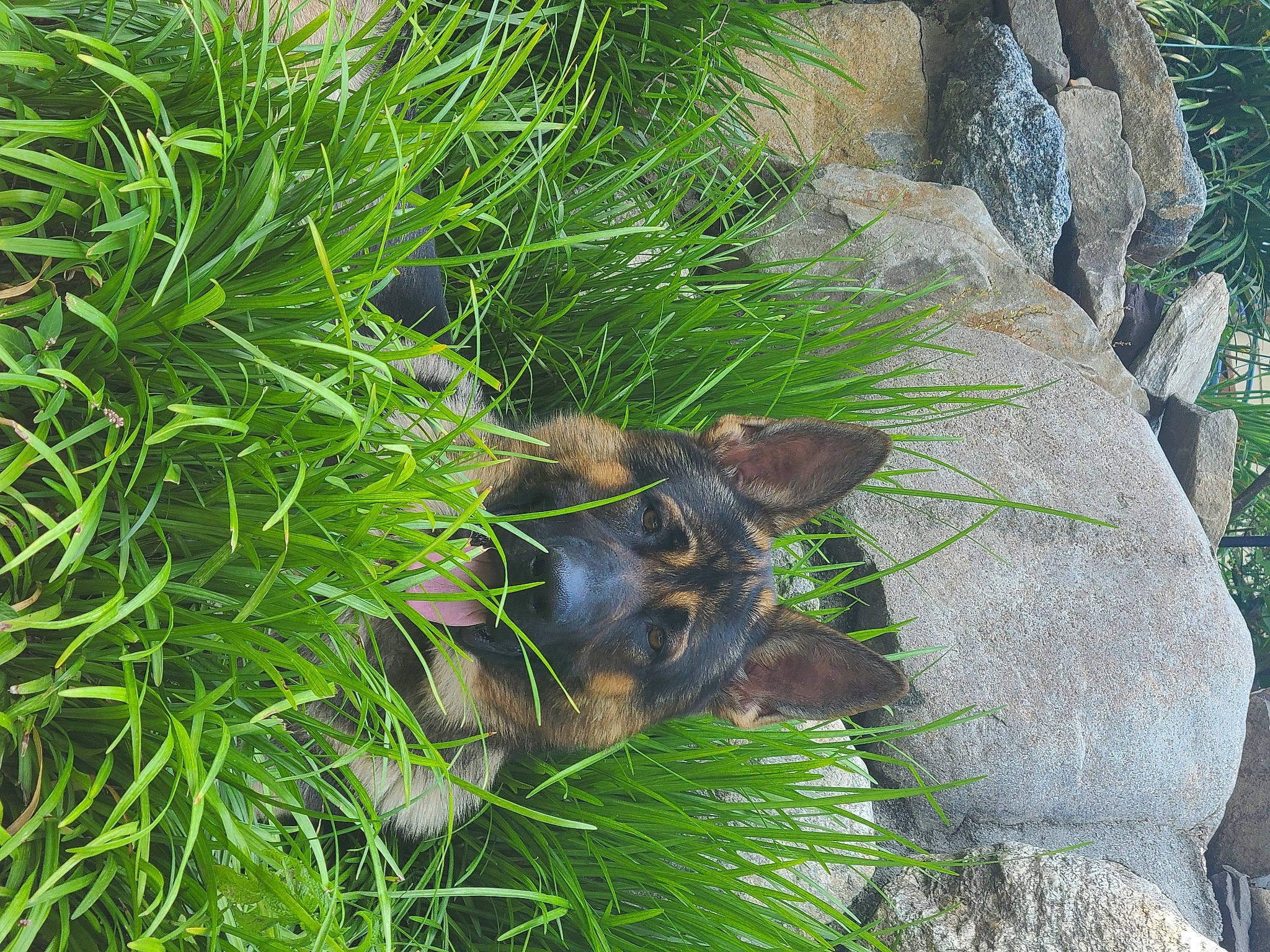 Hogan is registered to the contest to win money with this photo: canidae, carnivore, dog, dog_breed, fawn, flower, grass, grass_family, green, groundcover, plant, shrub, wildflower