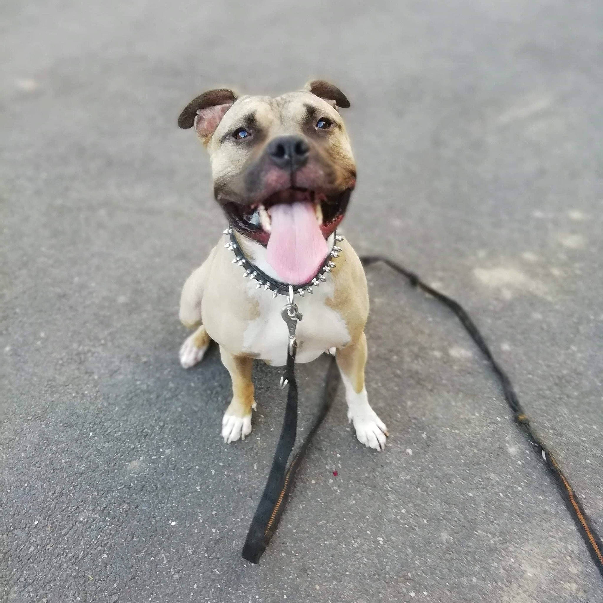 Irko participe au concours pour gagner de l'argent avec cette photo : american_pit_bull_terrier, canidae, carnivore, collar, companion_dog, dog, dog_breed, dog_collar, fawn, leash, mammal, non_sporting_group, nose, pit_bull, puppy, rare_breed_dog, snout, sporting_group, staffordshire_bull_terrier, tongue