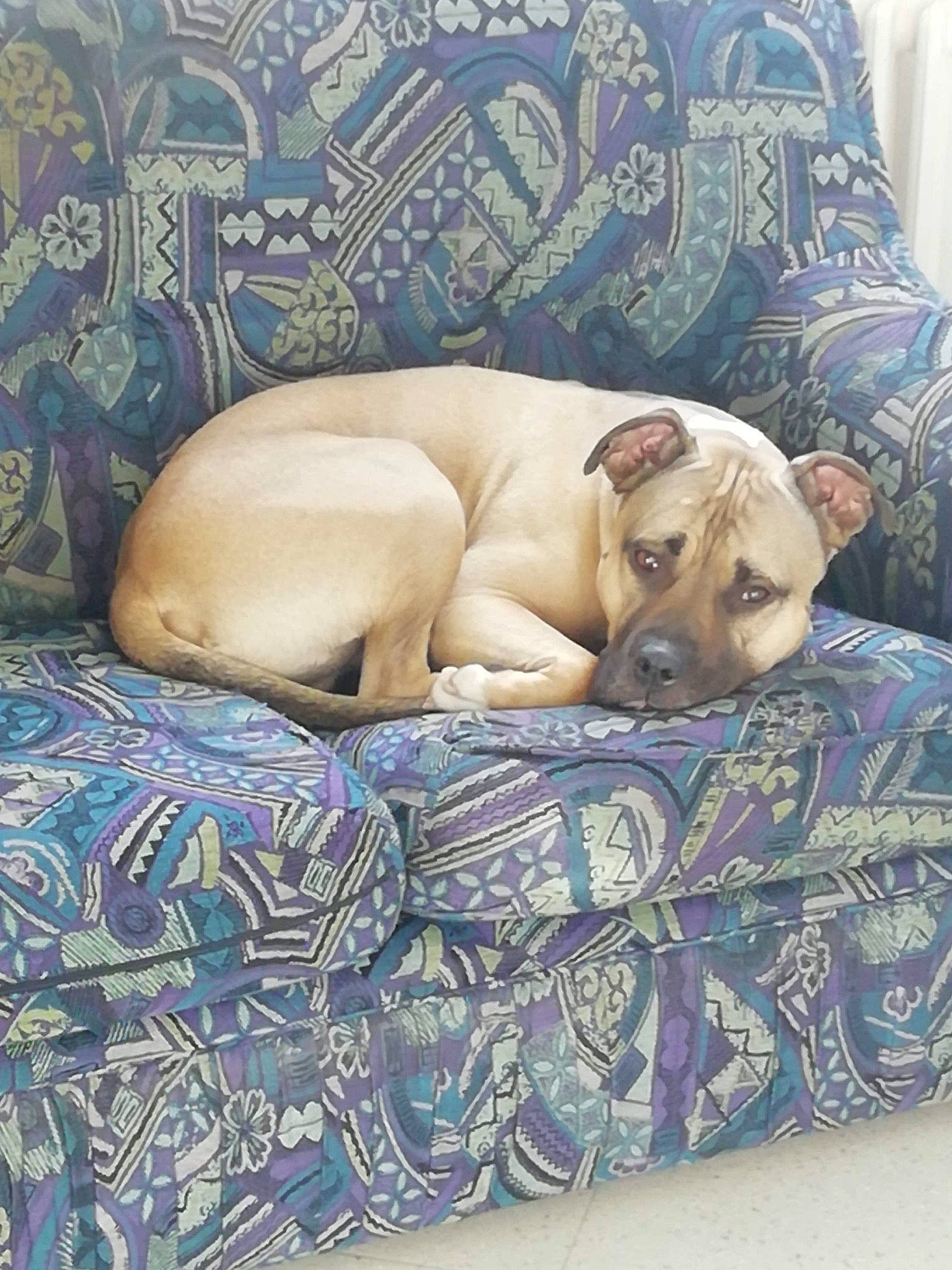 Irko participe au concours pour gagner de l'argent avec cette photo : american_pit_bull_terrier, black_mouth_cur, canidae, carnivore, dog, dog_breed, fawn, nap, non_sporting_group, puppy, whippet