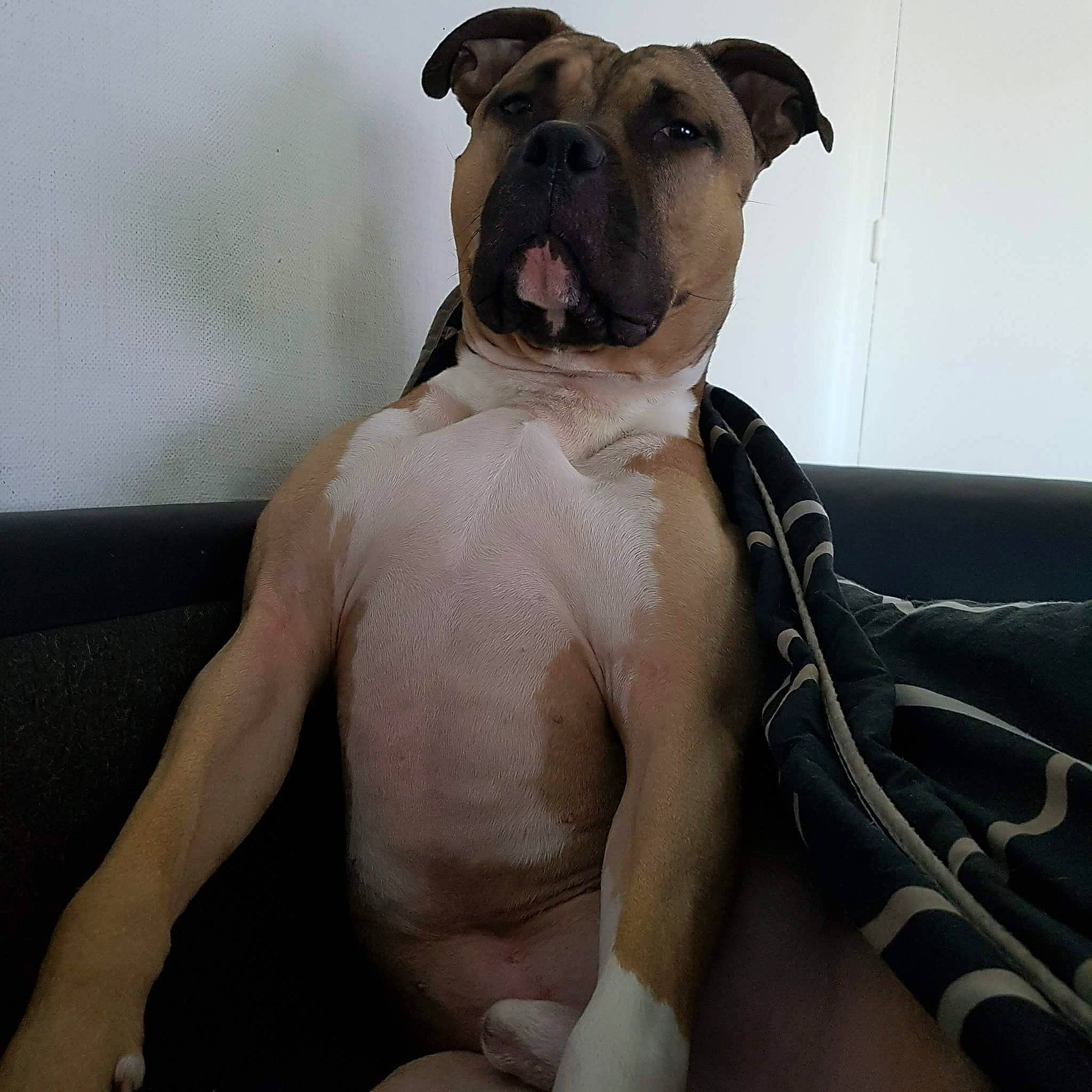 Irko participe au concours pour gagner de l'argent avec cette photo : american_bulldog, american_pit_bull_terrier, arm, bullmastiff, canidae, carnivore, chest, dog, dog_breed, fawn, male, mammal, muscle, non_sporting_group, snout, valley_bulldog