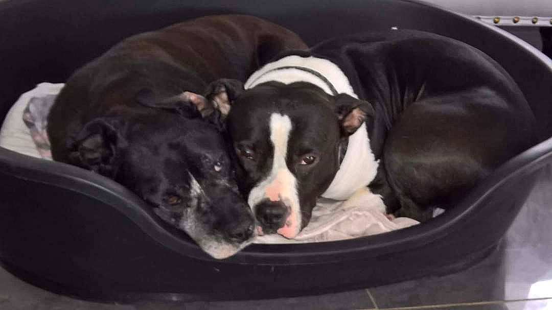 Balrog a rejoint le concours — aidez-le/la à gagner de superbes lots ! american_pit_bull_terrier, american_staffordshire_terrier, bull_and_terrier, canidae, carnivore, companion_dog, dog, dog_breed, fawn, mammal, non_sporting_group, snout, staffordshire_bull_terrier, terrier, vertebrate