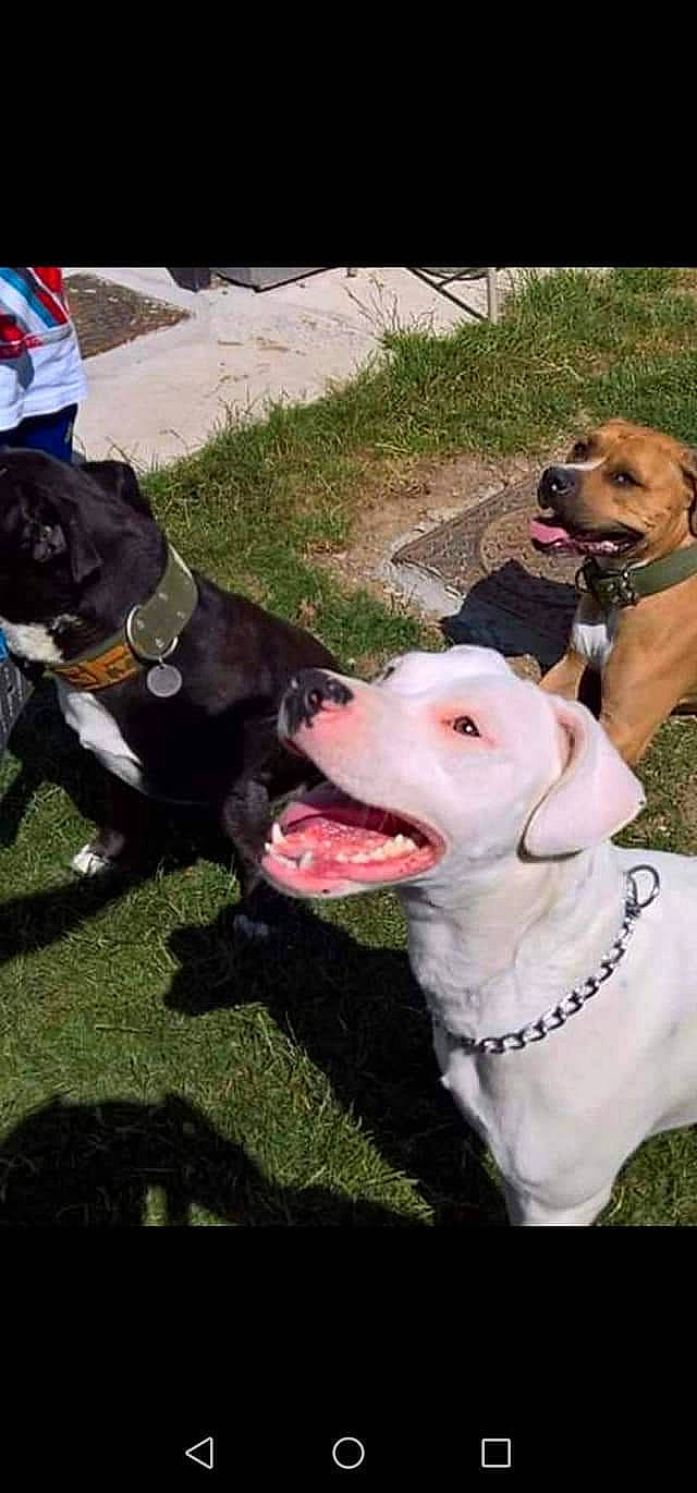 Balrog a rejoint le concours — aidez-le/la à gagner de superbes lots ! adventure, american_bulldog, american_pit_bull_terrier, american_staffordshire_terrier, bandog, canidae, carnivore, companion_dog, dog, dog_breed, dogo_argentino, fawn, labrador_retriever, mammal, non_sporting_group, pit_bull, sporting_group, staffordshire_bull_terrier, vertebrate