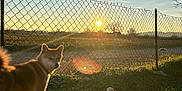 Yuna a rejoint le concours — aidez-le/la à gagner de superbes lots ! dog, sunset, grass, fence, outdoor, nature, pet, animal, sunlight, lens_flare, field, tree, sky, collar, evening, backlit, ground, rural, landscape, quiet