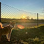 dog, sunset, grass, fence, outdoor, nature, pet, animal, sunlight, lens_flare, field, tree, sky, collar, evening, backlit, ground, rural, landscape, quiet