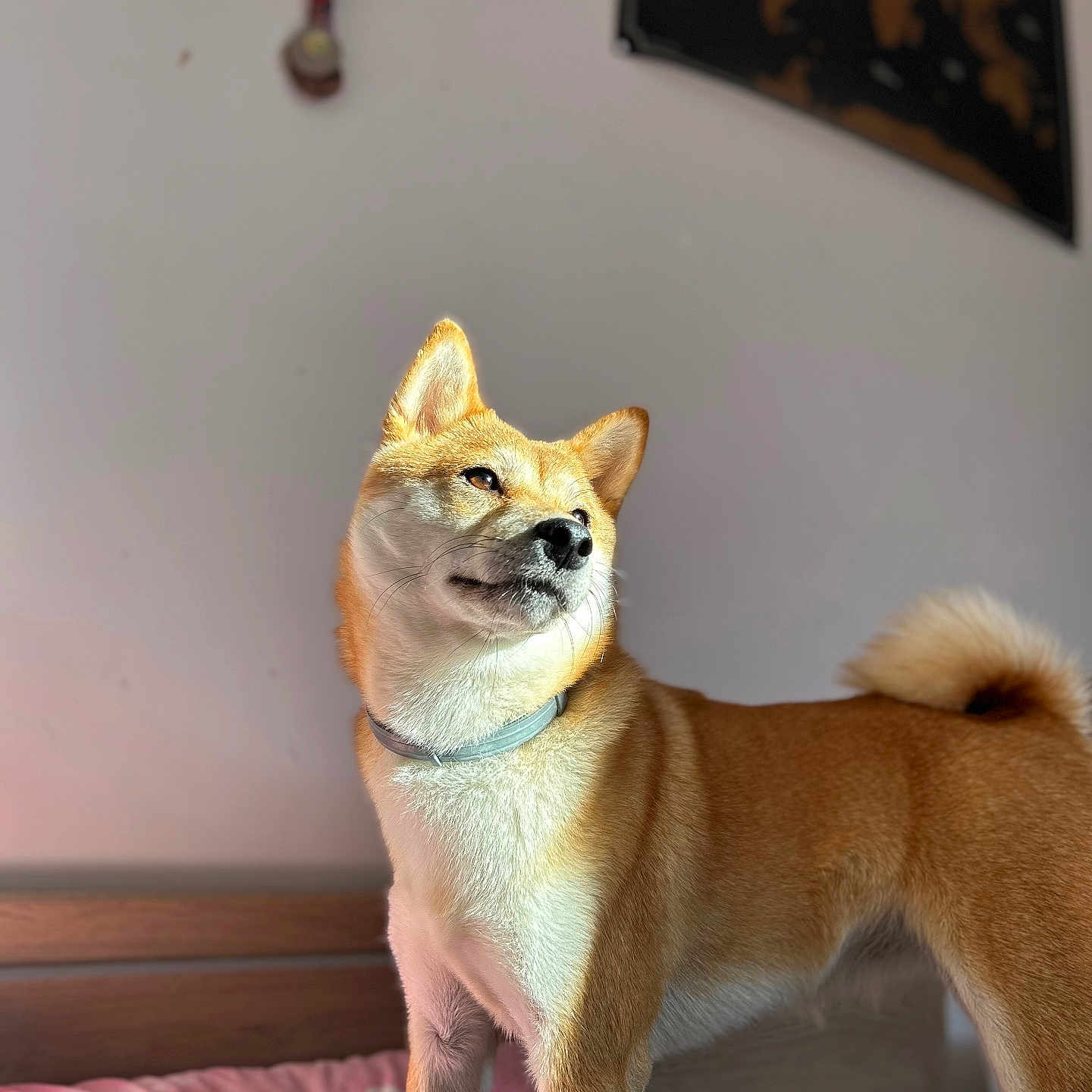 Yuna a rejoint le concours — aidez-le/la à gagner de superbes lots ! animal, bed, blanket, canine, collar, cute, dog, domestic, ears, fur, indoor, medal, pet, portrait, shiba_inu, standing, sunlight, tail, wall, world_map