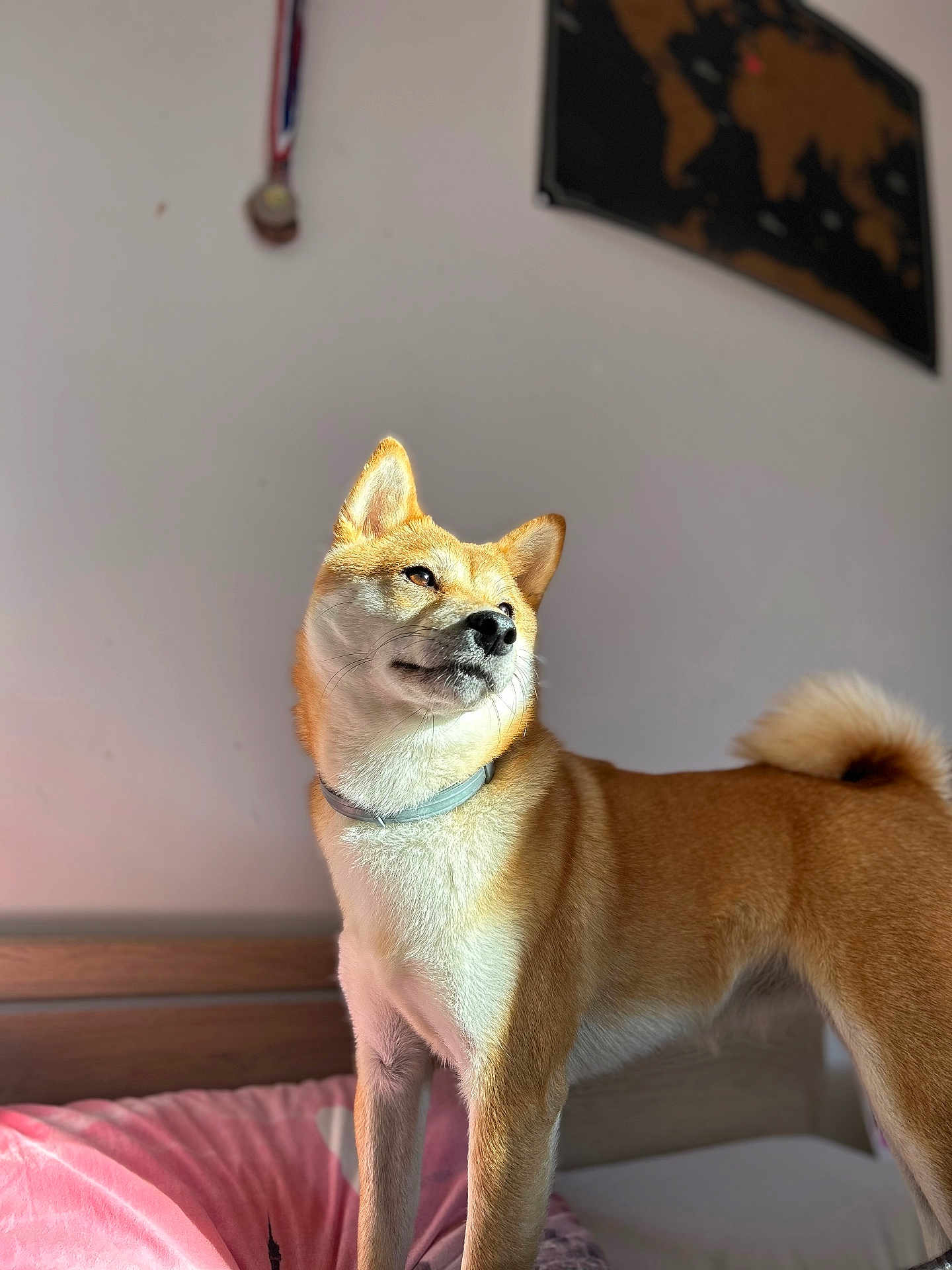 Yuna a rejoint le concours — aidez-le/la à gagner de superbes lots ! dog, shiba_inu, bed, blanket, medal, world_map, sunlight, indoor, pet, fur, collar, wall, tail, ears, animal, cute, portrait, standing, canine, domestic