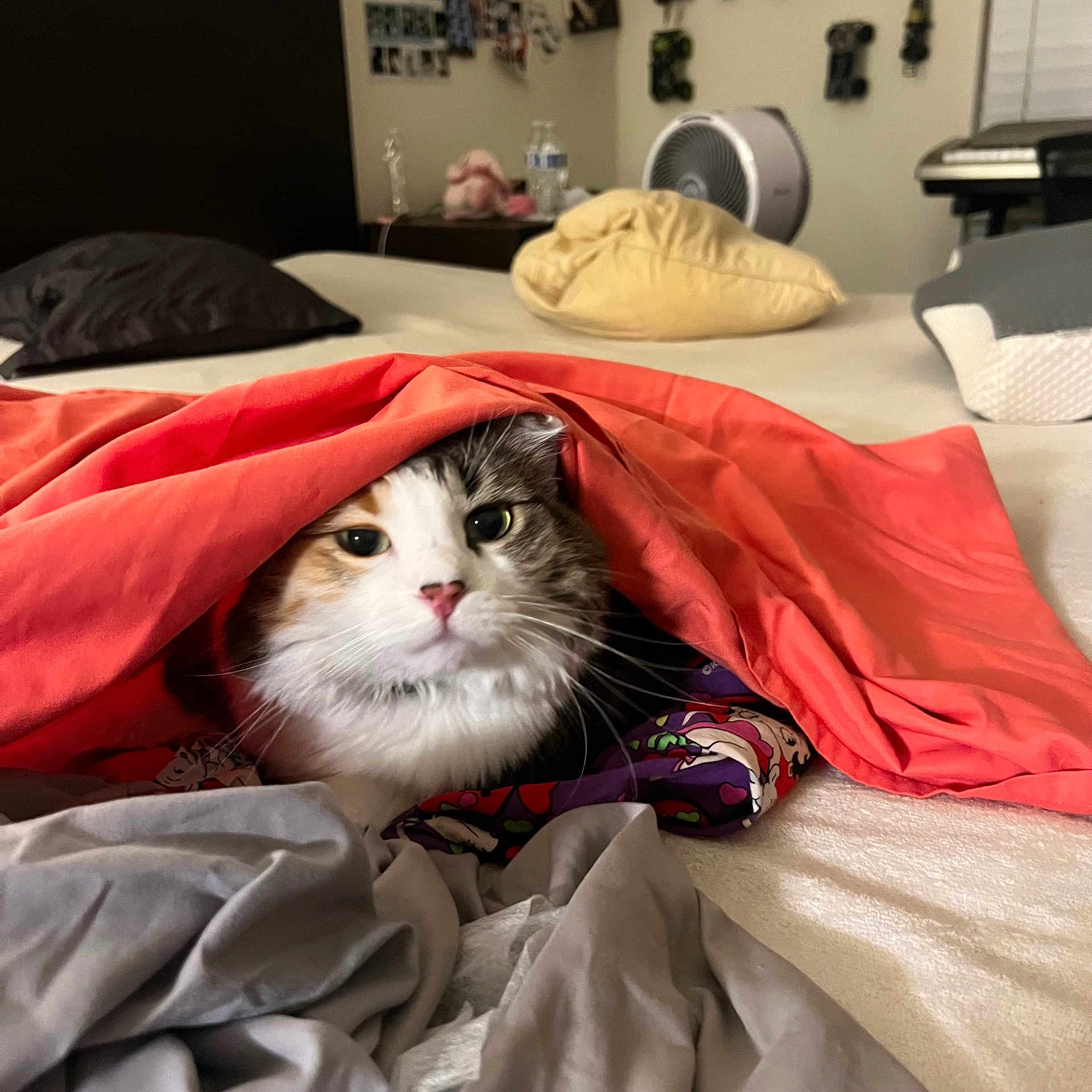Gabriella