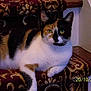 Ophillia is registered to the contest to win money with this photo:
