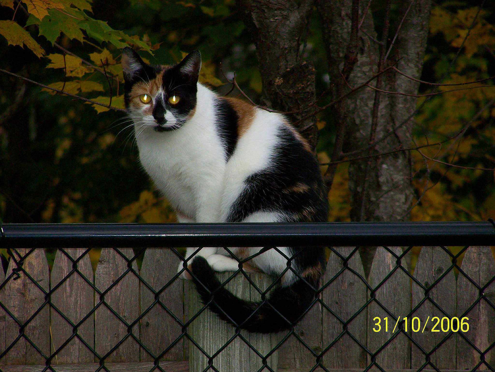 Ophillia is registered to the contest to win money with this photo:
