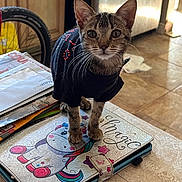 Yoshi joined the competition — help win amazing prizes! black_clothing, cat, clothing, curious, domestic_cat, ears, eyes, floor, indoor, kitten, looking, notebook, papers, pet, small_animal, standing, tabby, tiled_floor, unicorn, whiskers