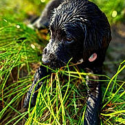 Abbie a rejoint le concours — aidez-le/la à gagner de superbes lots ! puppy, dog, black_dog, wet_fur, grass, outdoors, nature, animal, canine, portrait, closeup, greenery, sunlight, sitting, crawling, playful, eyes, snout, legs, garden