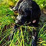 puppy, dog, black_dog, wet_fur, grass, outdoors, nature, animal, canine, portrait, closeup, greenery, sunlight, sitting, crawling, playful, eyes, snout, legs, garden