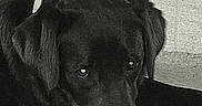 Abbie a rejoint le concours — aidez-le/la à gagner de superbes lots ! dog, black_dog, pet, animal, canine, lying_down, resting, floor, indoor, portrait, close_up, monochrome, black_and_white, grainy, dramatic, moody, floppy_ears, snout, eyes, home