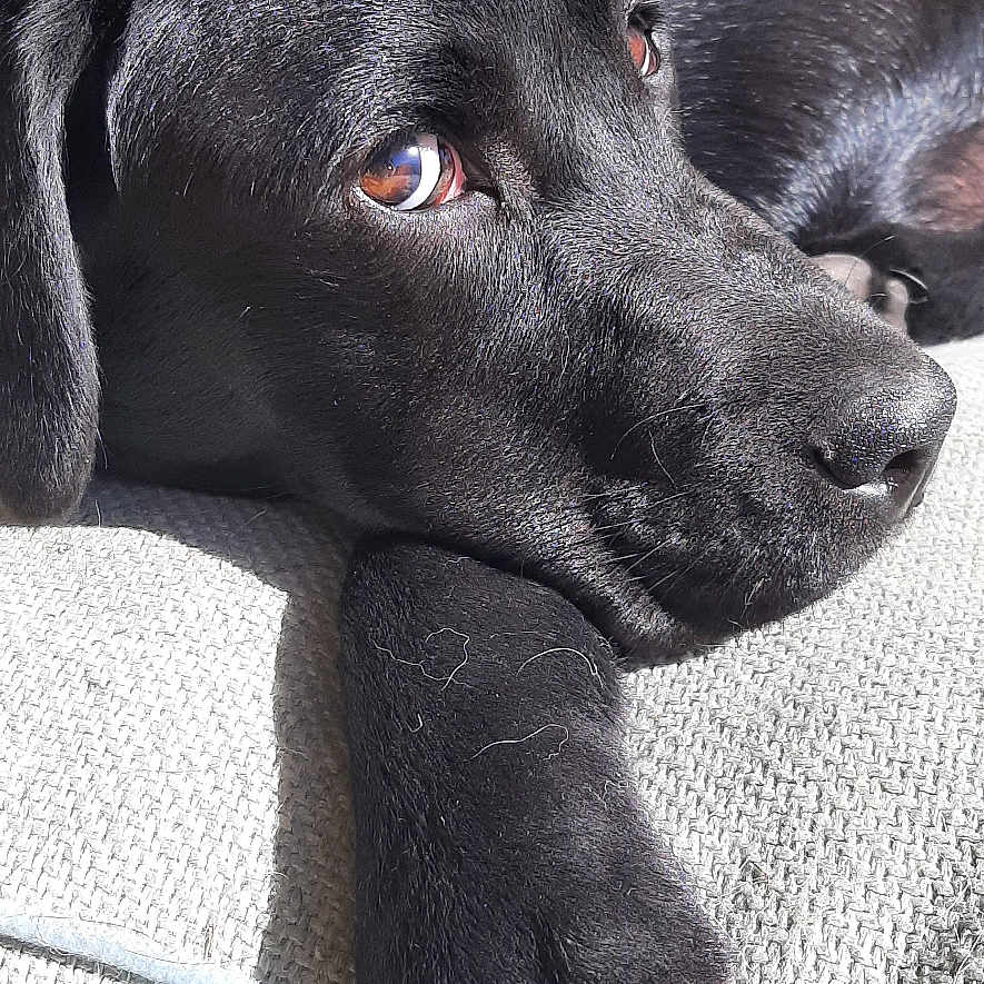 Abbie