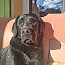 dog, black_dog, puppy, portrait, close_up, pet, animal, shiny_fur, floppy_ears, brown_eyes, nose, whiskers, sitting, couch, sofa, indoor, window, sunlight, blue_sky, relaxed