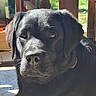 Abbie a rejoint le concours — aidez-le/la à gagner de superbes lots ! dog, black_dog, pet, canine, portrait, close_up, sitting, outdoor, porch, wooden_furniture, sunlight, shadows, brown_collar, floppy_ears, black_fur, nose, eyes, animal, backyard, serious_expression