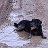 dog, black_dog, animal, pet, wet, muddy, puddle, water, outdoor, playful, happy, tongue_out, lying_down, floppy_ears, dark_fur, wet_fur, mud, ground, park, photography