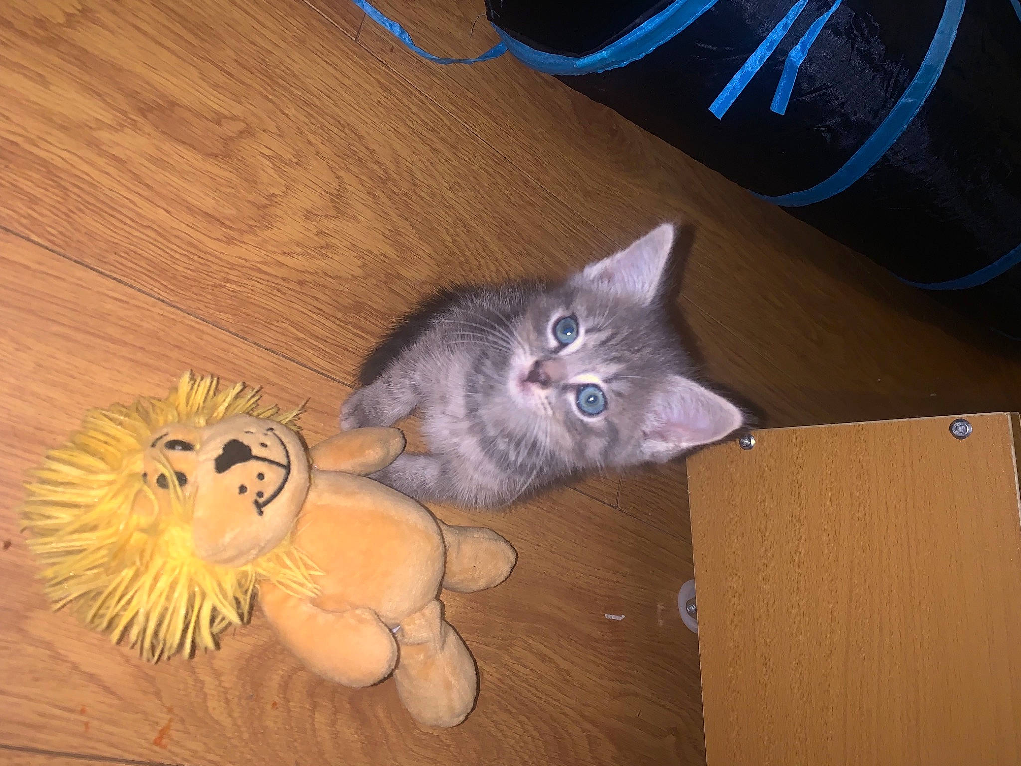 Emerald joined the competition — help win amazing prizes! art, carnivore, cat, domestic_short_haired_cat, fawn, felidae, flooring, fur, hardwood, paw, russian_blue, small_to_medium_sized_cats, snout, stuffed_toy, tail, teddy_bear, toy, whiskers, wood, wood_stain