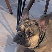 Tank joined the competition — help win amazing prizes! french_bulldog, dog, pet, indoor, floor, tile_floor, animal, canine, ears, face, collar, resting, looking, closeup, domestic, mammal, cute, companion, paw, shadow