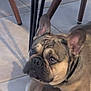 french_bulldog, dog, pet, indoor, floor, tile_floor, animal, canine, ears, face, collar, resting, looking, closeup, domestic, mammal, cute, companion, paw, shadow