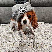 Bobby participe au concours pour gagner de l'argent avec cette photo : dog, puppy, cavalier_king_charles_spaniel, pet, wearing_hat, gray_hat, brown_and_white, long_ears, floppy_ears, sitting, indoors, couch, blanket, cat_pattern, bookshelf, portrait, cute, funny, cozy, animal