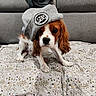 dog, puppy, cavalier_king_charles_spaniel, pet, wearing_hat, gray_hat, brown_and_white, long_ears, floppy_ears, sitting, indoors, couch, blanket, cat_pattern, bookshelf, portrait, cute, funny, cozy, animal