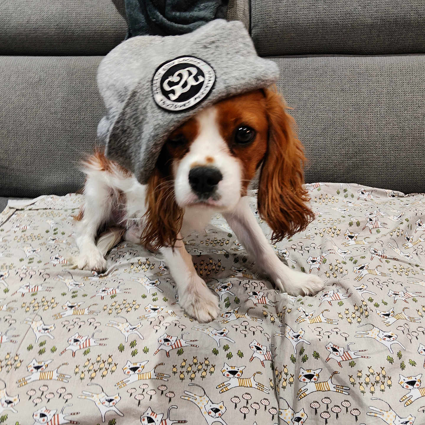 Bobby participe au concours pour gagner de l'argent avec cette photo : dog, puppy, cavalier_king_charles_spaniel, pet, wearing_hat, gray_hat, brown_and_white, long_ears, floppy_ears, sitting, indoors, couch, blanket, cat_pattern, bookshelf, portrait, cute, funny, cozy, animal