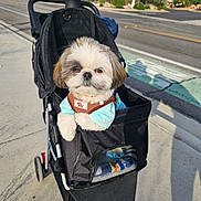 Gizmo is registered to the contest to win money with this photo: dog, pet_stroller, sidewalk, small_dog, blue_shirt, outdoor, sunny, mountains, residential_area, black_stroller, cute, fluffy, walking_path, daytime, leisure, urban, animal, canine, dog_fashion, pet