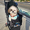 dog, pet_stroller, sidewalk, small_dog, blue_shirt, outdoor, sunny, mountains, residential_area, black_stroller, cute, fluffy, walking_path, daytime, leisure, urban, animal, canine, dog_fashion, pet