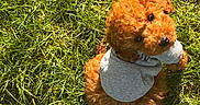 Choopy a rejoint le concours — aidez-le/la à gagner de superbes lots ! dog, puppy, grass, outdoor, pet, curly_fur, brown, hoodie, cute, animal, sunlight, nature, sitting, looking_up, small_dog, adorable, fur, summer, playful, companion