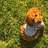 dog, puppy, grass, outdoor, pet, curly_fur, brown, hoodie, cute, animal, sunlight, nature, sitting, looking_up, small_dog, adorable, fur, summer, playful, companion