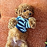Choopy a rejoint le concours — aidez-le/la à gagner de superbes lots ! puppy, dog, curly_fur, striped_shirt, orange_background, lying_down, fluffy, cute, pet, small_dog, indoor, texture, resting, playful, fur, paw, adorable, animal, canine, wearing_clothes