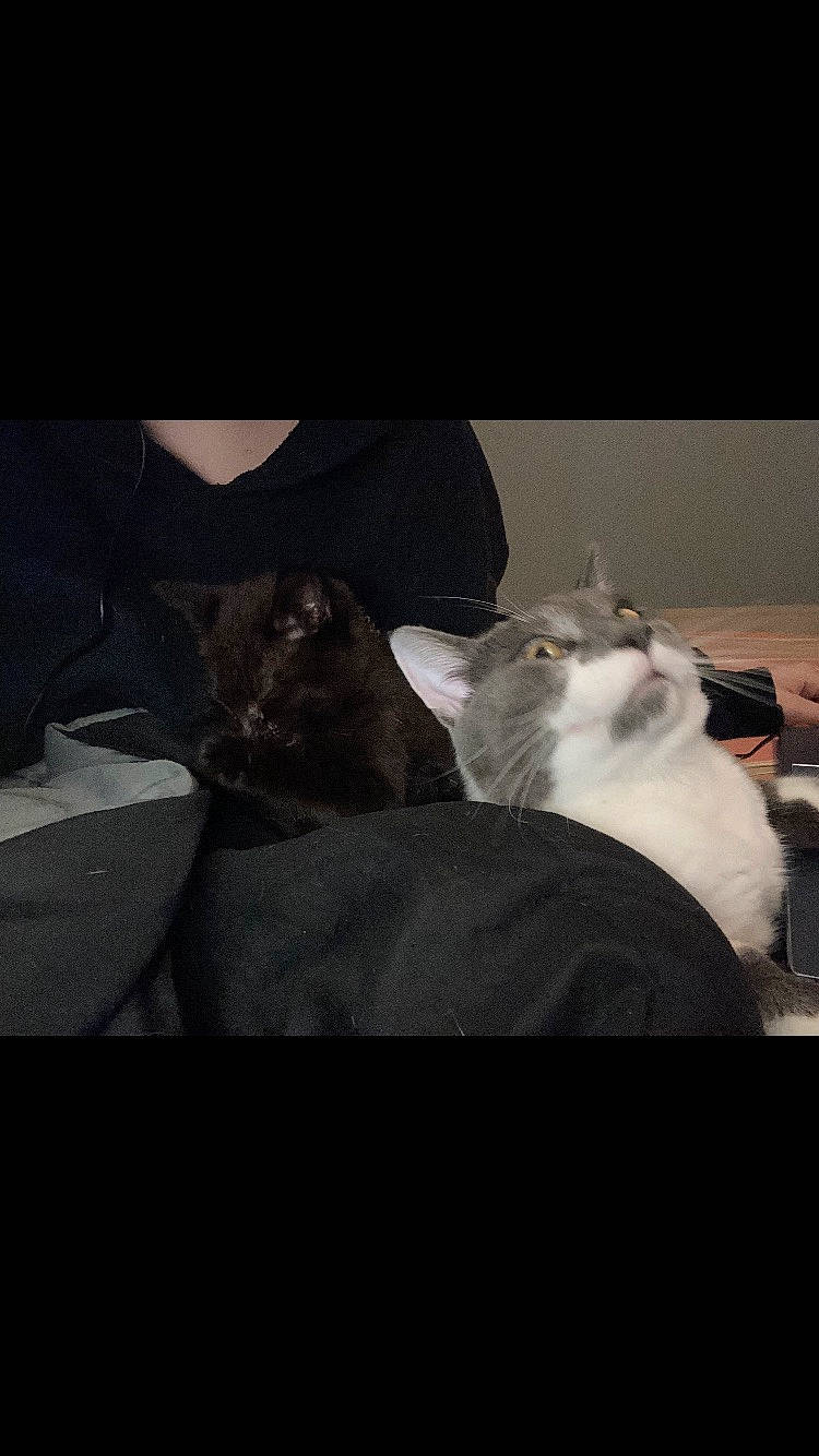 Luna joined the competition — help win amazing prizes! carnivore, cat, cloud, comfort, darkness, domestic_short_haired_cat, felidae, flash_photography, formal_wear, fur, grey, monochrome_photography, night, paw, photo_caption, sitting, sky, small_to_medium_sized_cats, tail, whiskers