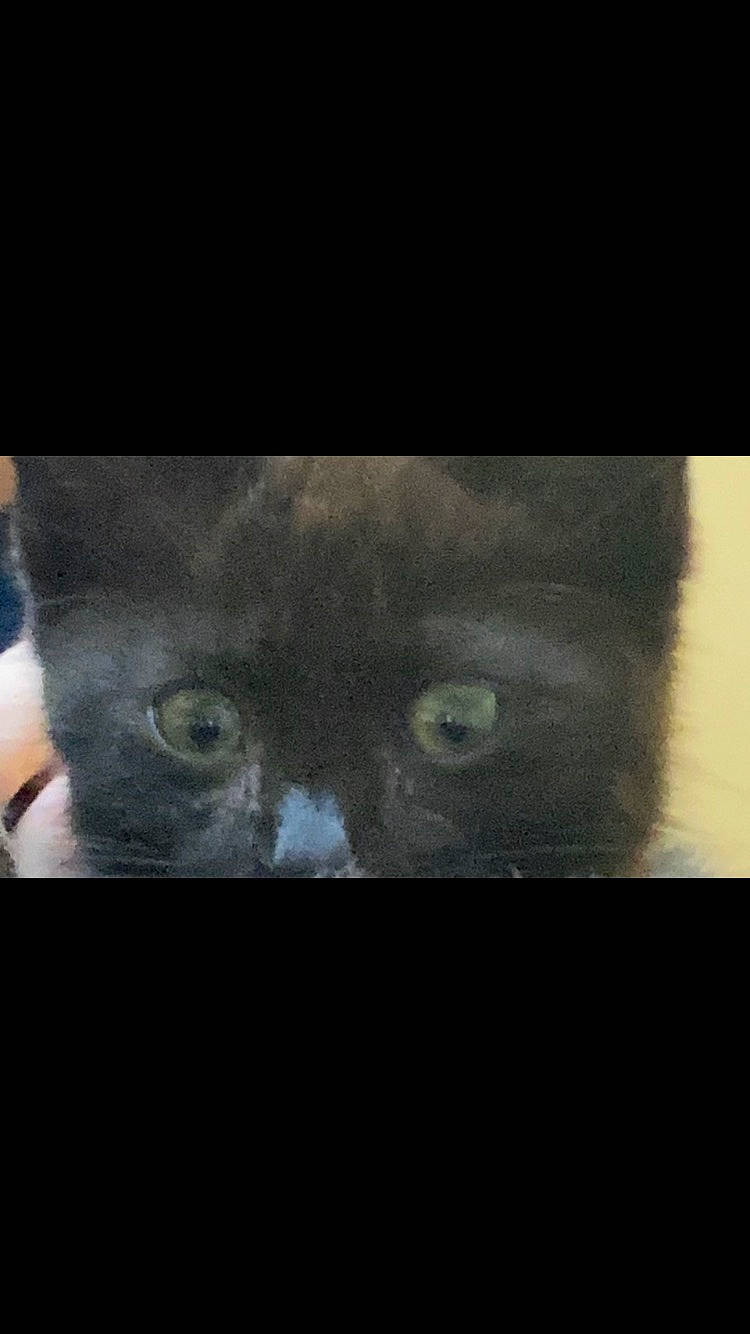 Luna joined the competition — help win amazing prizes! carnivore, cat, darkness, domestic_short_haired_cat, electric_blue, felidae, fur, iris, jaw, photo_caption, russian_blue, small_to_medium_sized_cats, snout, terrestrial_animal, whiskers