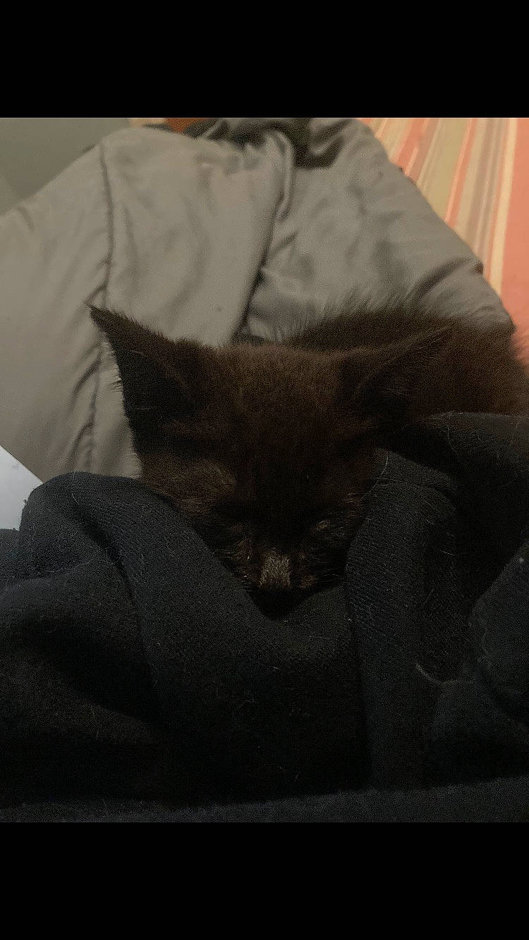 Luna is registered to the contest to win money with this photo: bag, bed, bedding, black_cat, blanket, carnivore, cat, comfort, domestic_short_haired_cat, felidae, fur, grey, linens, nap, room, sleep, sleeve, small_to_medium_sized_cats, t_shirt, whiskers