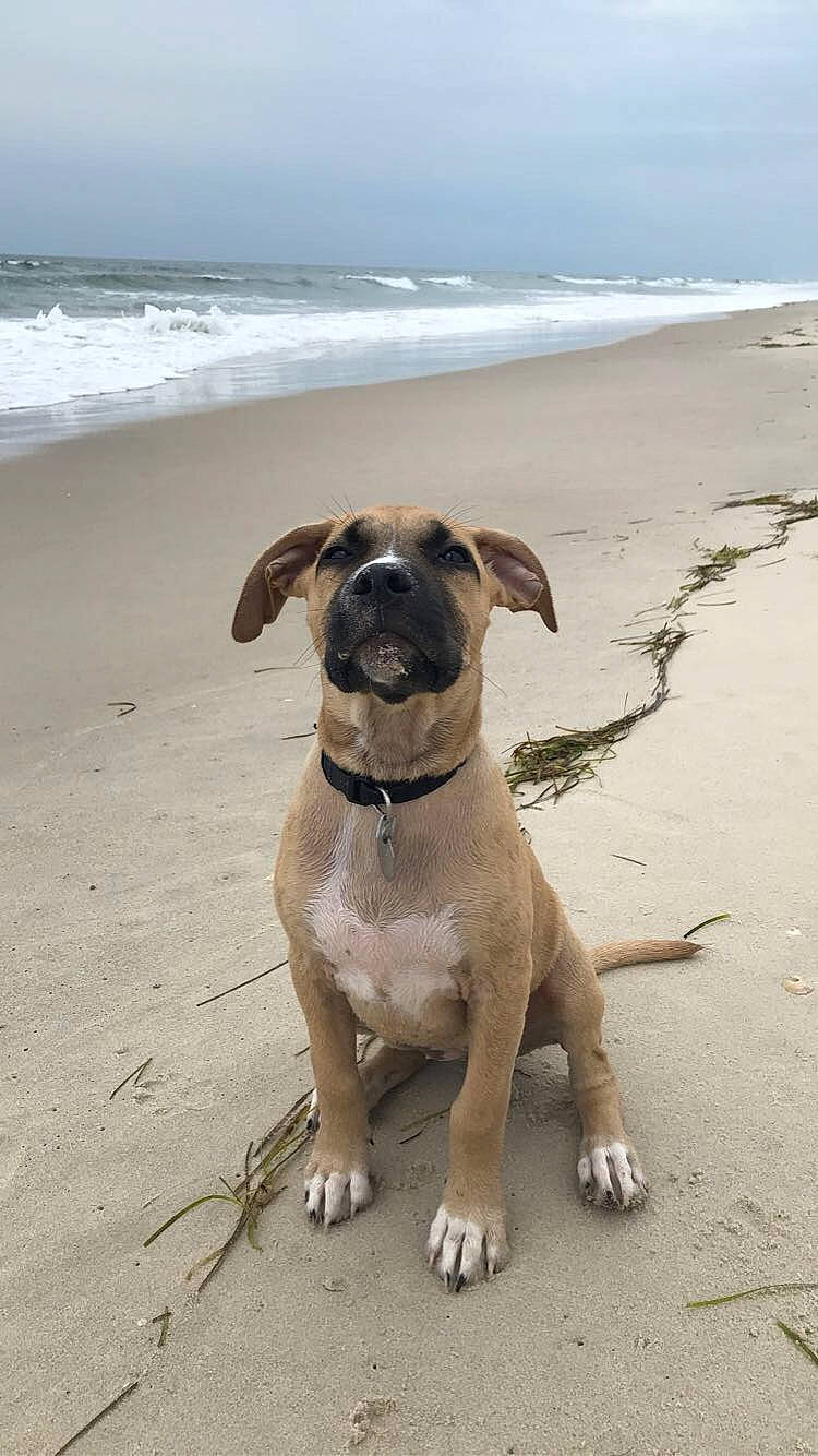 Smalls is registered to the contest to win money with this photo: beach, canidae, carnivore, cloud, collar, companion_dog, dog, dog_breed, dog_collar, fawn, landscape, leash, ocean, pet_supply, sand, sky, sporting_group, water, working_animal, working_dog
