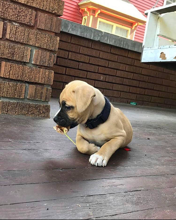 Smalls joined the competition — help win amazing prizes! carnivore, collar, companion_dog, dog, dog_breed, dog_collar, dog_supply, fawn, flooring, hardwood, leash, pet_supply, retriever, road_surface, sidewalk, snout, tail, window, wood, working_animal