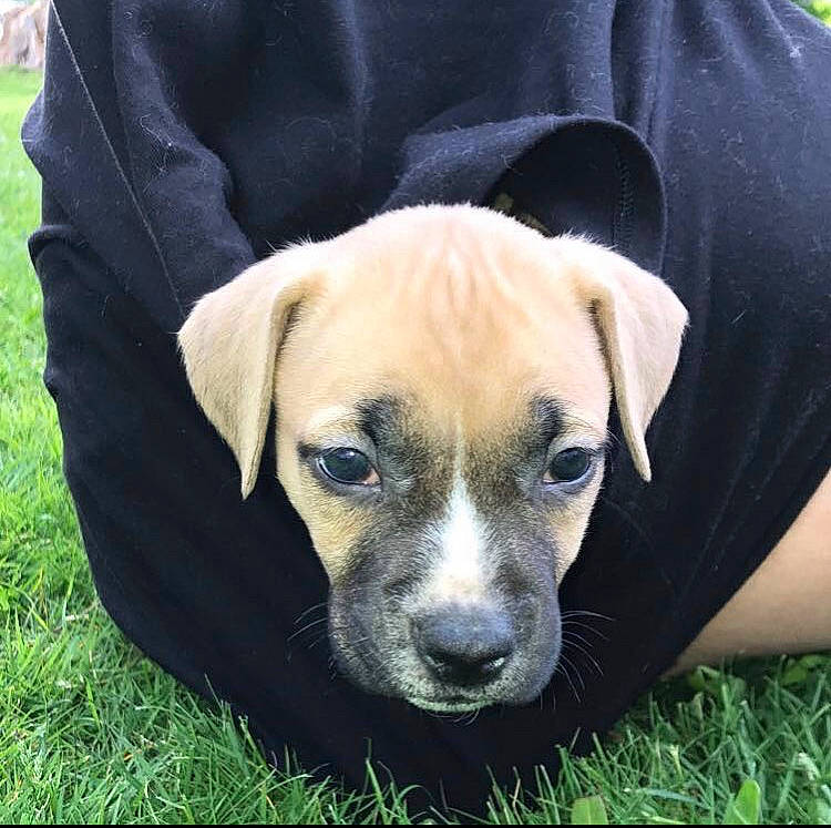 Smalls is registered to the contest to win money with this photo: canidae, carnivore, companion_dog, dog, dog_breed, fawn, fur, grass, grassland, pet_supply, plant, sleeve, snout, sporting_group, terrestrial_animal, whiskers, working_animal