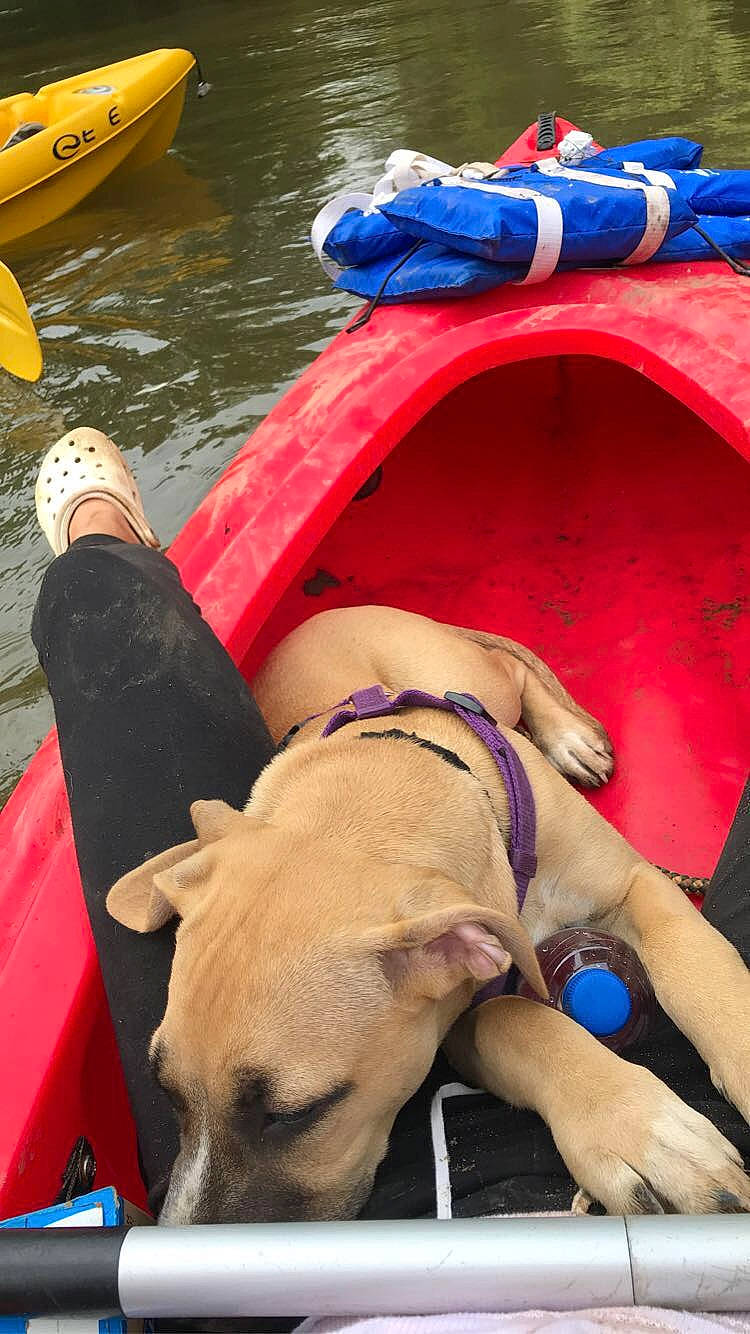 Smalls joined the competition — help win amazing prizes! blue, boat, boats_and_boating_equipment_and_supplies, carnivore, collar, companion_dog, dog, dog_breed, dog_collar, fawn, fun, lake, leisure, lifejacket, vehicle, vertebrate, water, watercraft, working_animal, yellow