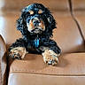 puppy, dog, black, tan, fur, leather_couch, paws, ears, eyes, pet, indoor, cute, animal, portrait, closeup, sitting, resting, furniture, collar, blue_tag