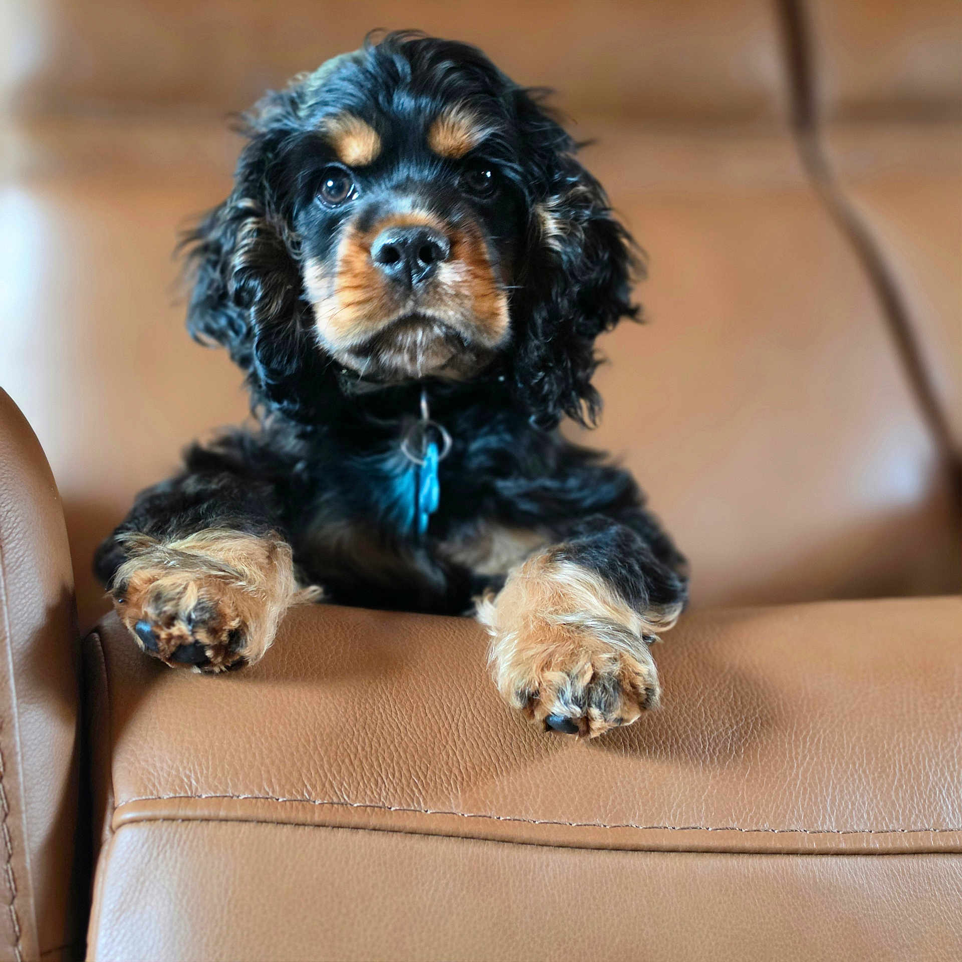 Blaze joined the competition — help win amazing prizes! puppy, dog, black, tan, fur, leather_couch, paws, ears, eyes, pet, indoor, cute, animal, portrait, closeup, sitting, resting, furniture, collar, blue_tag
