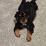 animal, back_legs, black, canine, carpet, companion, curious_eyes, cute, dog, domestic_animal, floppy_ears, front_paws, fur, indoor, looking_up, lying_down, pet, puppy, tan, young_dog