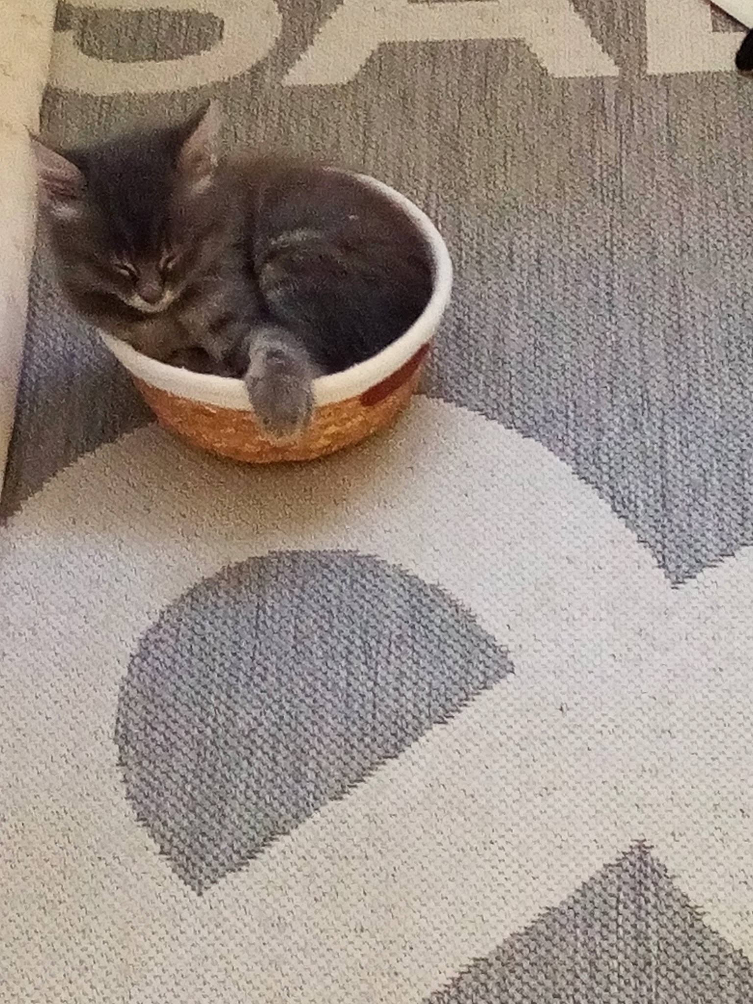 Blue a rejoint le concours — aidez-le/la à gagner de superbes lots ! carnivore, cat, cat_supply, comfort, domestic_short_haired_cat, felidae, floor, flooring, fur, grey, hardwood, linens, mat, pattern, rectangle, small_to_medium_sized_cats, tablecloth, tail, whiskers, wood