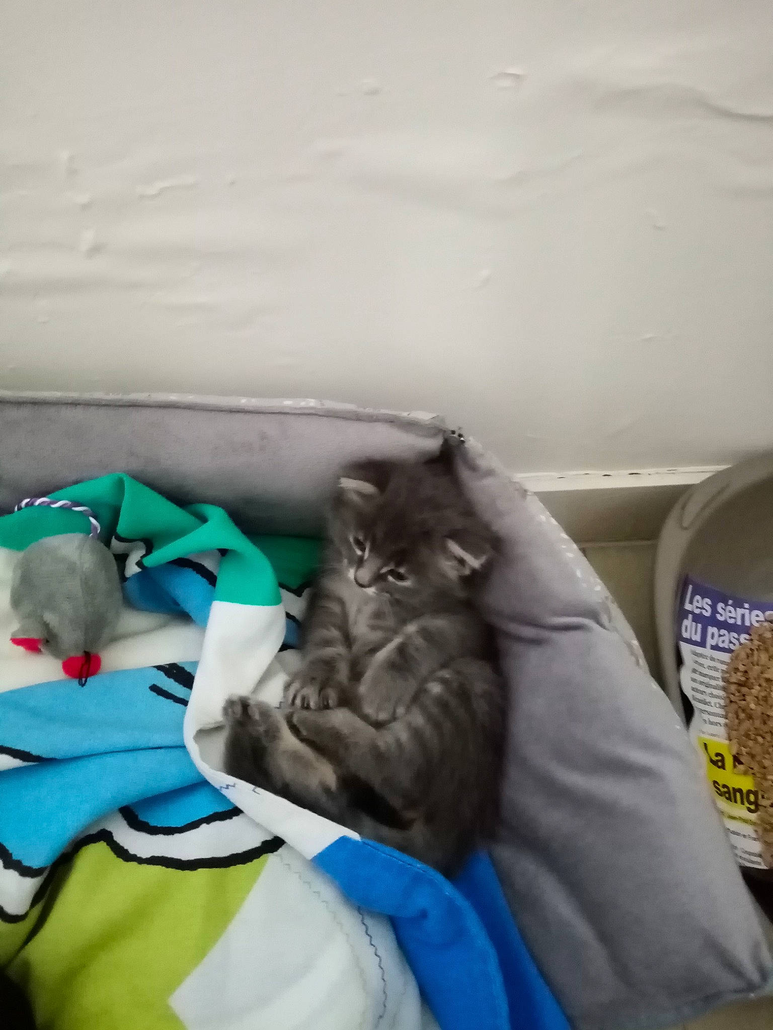 Blue a rejoint le concours — aidez-le/la à gagner de superbes lots ! bag, carmine, carnivore, cat, comfort, domestic_short_haired_cat, electric_blue, felidae, fur, grey, linens, luggage_and_bags, plastic_bag, room, small_to_medium_sized_cats, whiskers